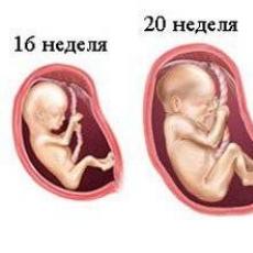 Відчуття жінки на четвертому місяці вагітності, розмір живота та розвиток плода, можливі ускладнення Як виглядають вагітні дівчата у 4 місяці