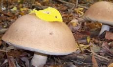До чого знятися гриби грузді