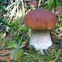 Сонник гриби, до чого сниться гриби, уві сні гриби