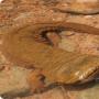 Китайська гігантська саламандра